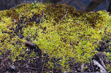 Natural green moss background. Moss texture.