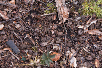 Dry leaves on the ground. Nature texture.