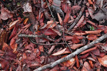 Dry leaves on the ground. Nature texture.