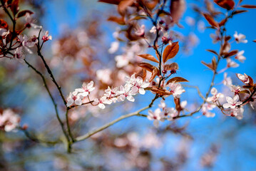 Blooming fruit trees. Blooming cherry flowers close up. spring background.