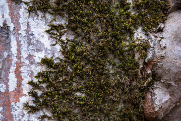 Close bark tree texture with moss, natural wooden background.