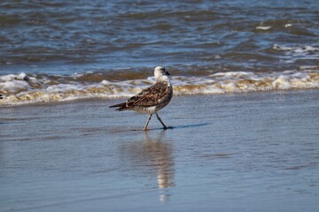 Beautiful juvenile kelp gull found in Barra de Tramandaí in Rio Grande do Sul, Brazil.