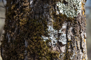 Close bark tree texture with moss, natural wooden background.