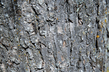 Close bark tree texture, natural wooden background.