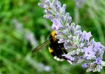 l' abeille visiteuse
