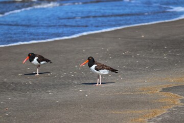 The beauty of American oystercatchers found in Barra de Tramandaí in Rio Grande do Sul, Brazil.