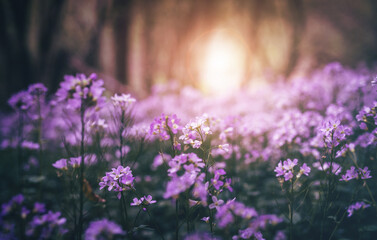 Obraz premium purple wildflowers in the forest with sunshine