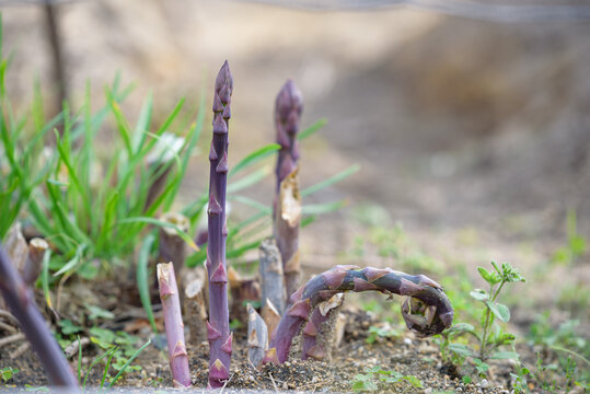 Purple asparagus growing out of the ground