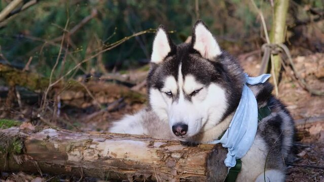 Husky portrait. A dog with blue eyes and a blue scarf. Husky in the forest. Dog muzzle close-up. The Siberian Husky carefully looks around and into the camera