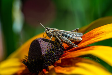 grasshopper resting on rudbeckia flower in garden