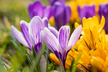 Beautiful spring violet white and yellow flowers crocuses on bokeh background in sunny spring forest under sunbeams