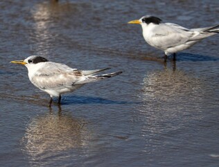 The beauty of Cabot's terns found in Barra de Tramandaí in Rio Grande do Sul, Brazil.