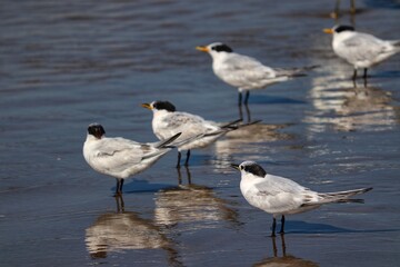 The beauty of Cabot's terns found in Barra de Tramandaí in Rio Grande do Sul, Brazil.