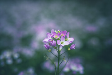cuckoo flower purple wildflower in the meadow