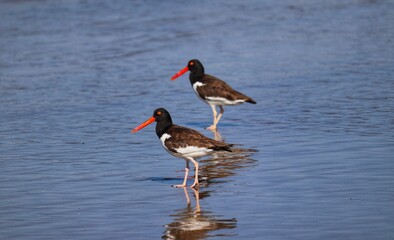 The beauty of American oystercatchers found in Barra de Tramandaí in Rio Grande do Sul, Brazil.