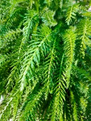 Close-up of green grass. Natural background in macro.