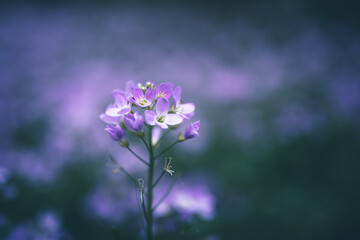 Obraz na płótnie Canvas cuckoo flower purple wildflower in the meadow