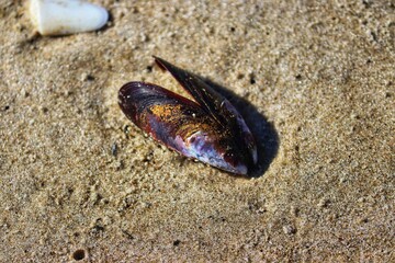 Shells found by the sea at Barra de Tramandaí in Rio Grande do Sul, Brazil.