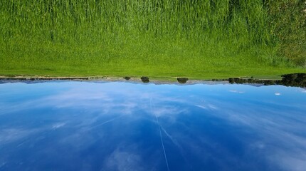 Pradera verde en primavera 