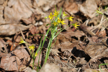 Flowering least gagea (Gagea minima) plant in wild. April, Belarus