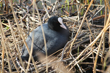 Eurasian coot (Fulica atra) at nest. April, Belarus