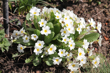 White primrose (Primula vulgaris) flowers with yellow center on flowerbed. April, Belarus