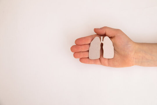 Paper human lungs in woman hands.