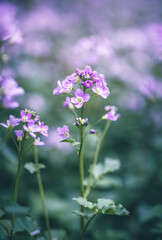 cuckoo flower purple wildflower in the meadow