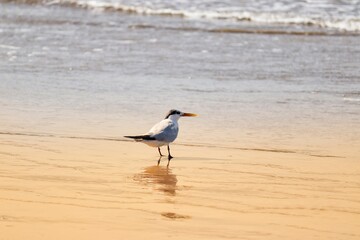 The beauty of Cabot's terns found in Barra de Tramandaí in Rio Grande do Sul, Brazil.
