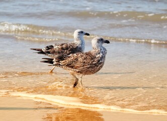 Beautiful Kelp gulls found in Barra de Tramandaí in Rio Grande do Sul Brazil.
