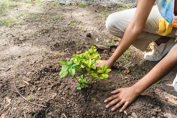 unrecognizable brunette woman crouching planting a tree