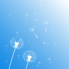 Vector illustration of dandelion time. White Beautiful Dandelion seeds blowing in the wind. The wind inflates a dandelion isolated in editable blue sky background.