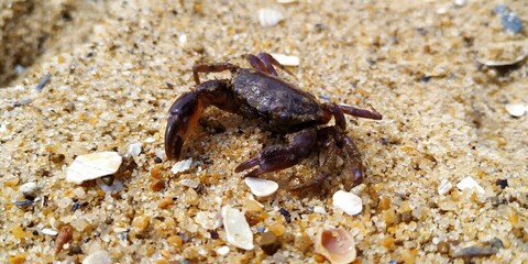 crab on the beach