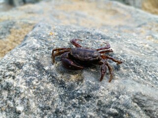 crab on the beach