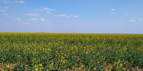 Fototapeta premium field of yellow flowers