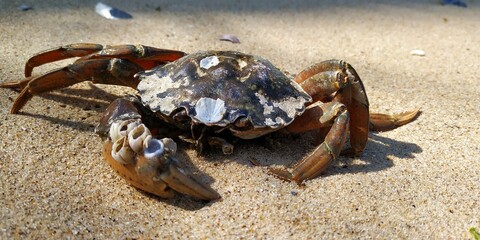 crab on the beach