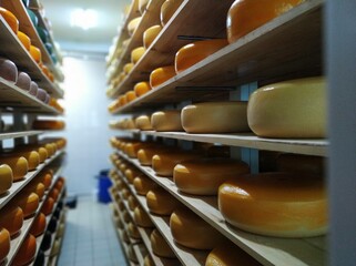Obraz na płótnie Canvas cheese dairy