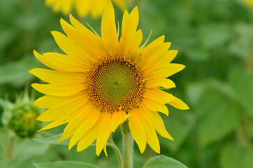 tournesol radieux