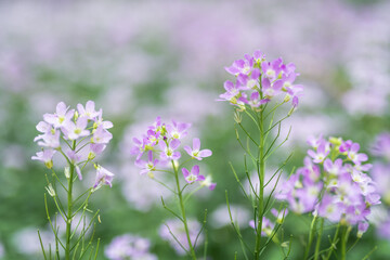 cuckoo flower purple wildflower in the meadow