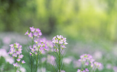 cuckoo flower purple wildflower in the meadow