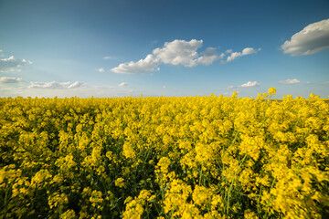 Fototapeta premium Yellow rapeseed field at the sunset. Sunlight illuminates yellow canola
