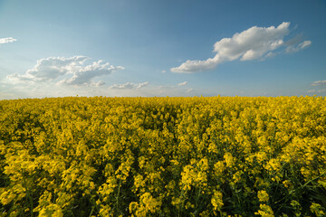 Yellow rapeseed field at the sunset. Sunlight illuminates yellow canola