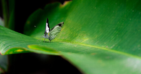 White butterfly on a leaf