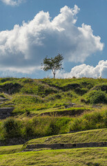 Obraz premium Lonely tree on a grass hill