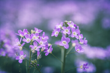 Fototapeta na wymiar cuckoo flower purple wildflower in the meadow