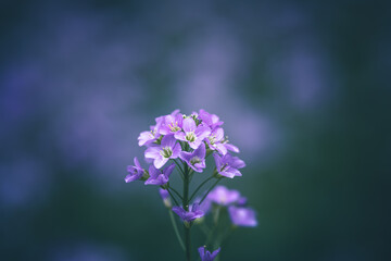 Fototapeta na wymiar cuckoo flower purple wildflower in the undergrowth