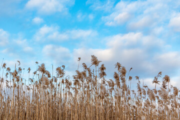 Dry fluffy reed, cat-tail grass on nice blue cloudy sky background. Winter natural botany in evening vivid light