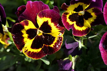 Lovely coloured pansy with purple red and yellow fresh spring colours