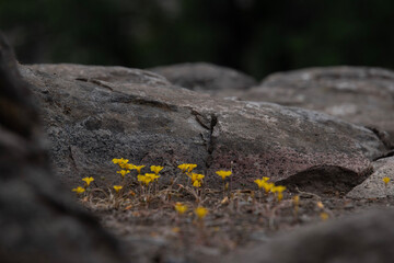 moss on stone