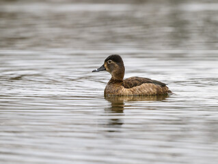 Female Ring-necked Duck swimming on pond in spring